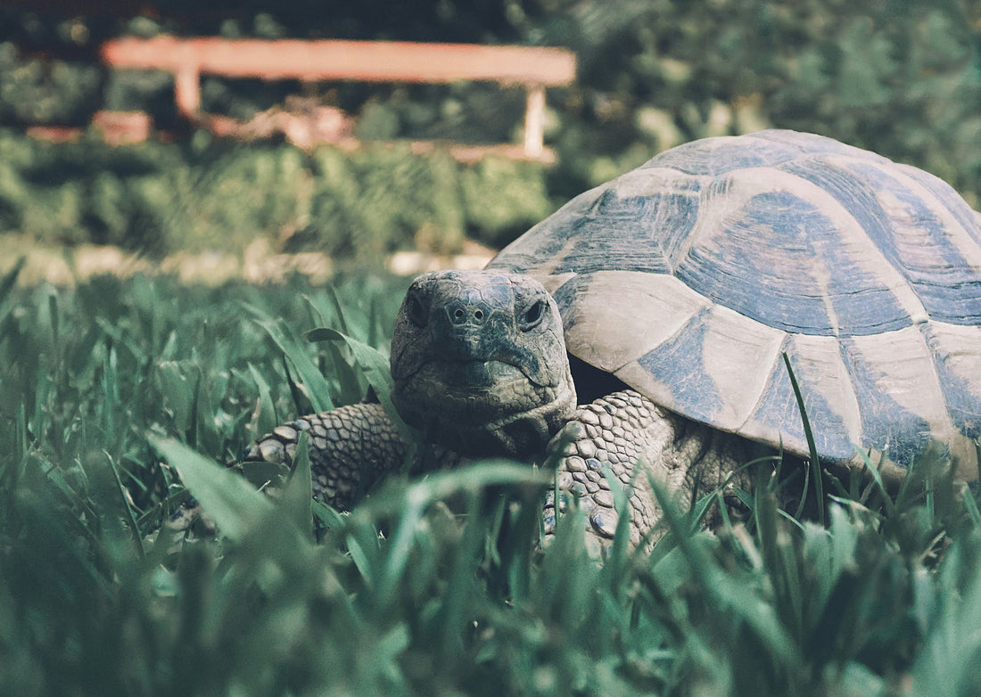 How to Care for your Tortoise