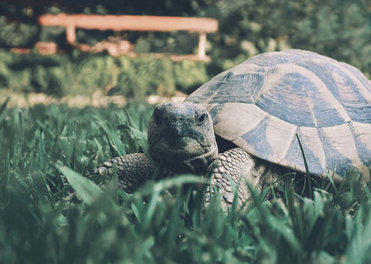 How to Care for your Tortoise