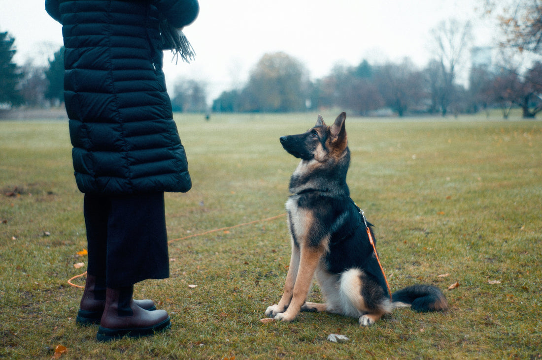 Simple Dog Training Habits That Actually Work