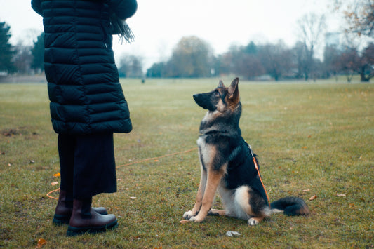 Simple Dog Training Habits That Actually Work