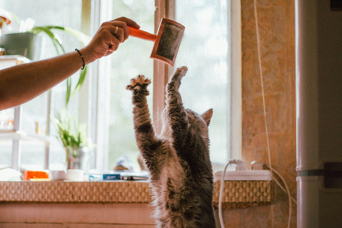 How to Brush a Cat: Tips for a Happier Kitty