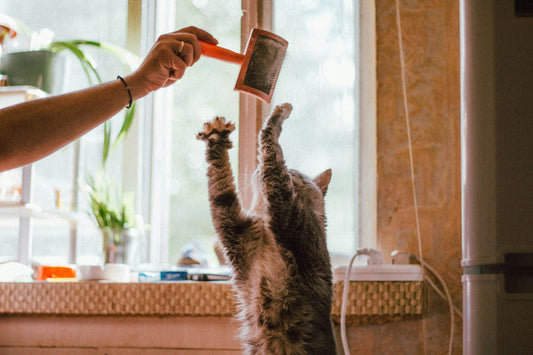 How to Brush a Cat: Tips for a Happier Kitty