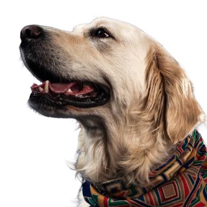 For Dogs