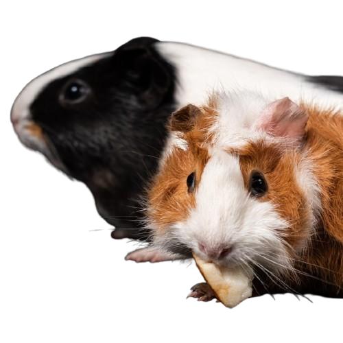 For Small Pets