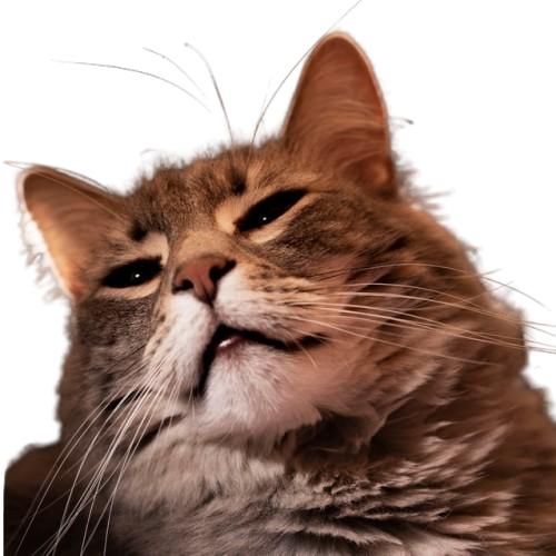 For Cats